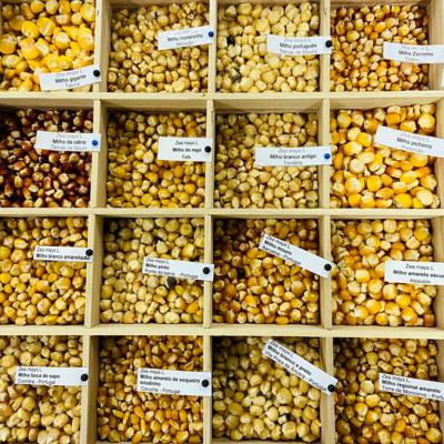 Caixa de sementes de variedades de milho