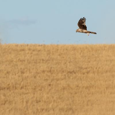 Tartaranho Caador Fmea Em Voo Foto Pedro Alves Palombar