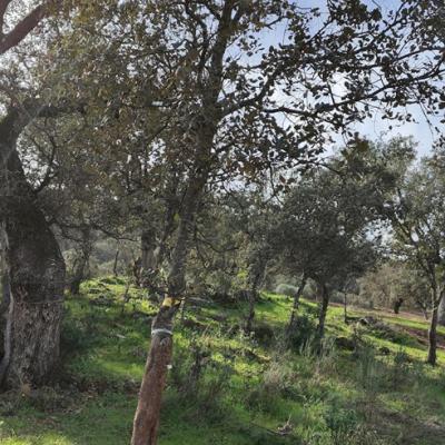 Dia Campo Barrancos9