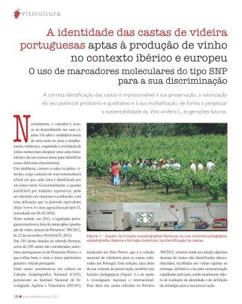 A identidade das castas de videira portuguesas aptas à ... Imagem 1