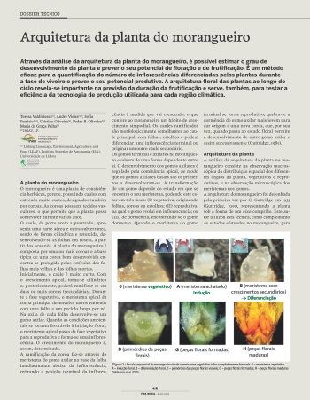 Arquitetura da planta do morangueiro Imagem 1