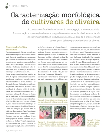 Caracterização morfológica de cultivares de oliveira Imagem 1
