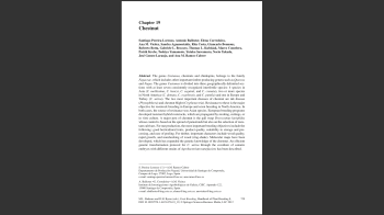 Castanheiro nº2 Imagem 1