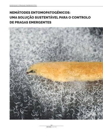 NEMÁTODES ENTOMOPATOGÉNICOS: UMA SOLUÇÃO SUSTENTÁVEL PARA O ... Imagem 1