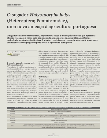 O sugador Halyomorpha halys (Heteroptera; Pentatomidae), ... Imagem 1