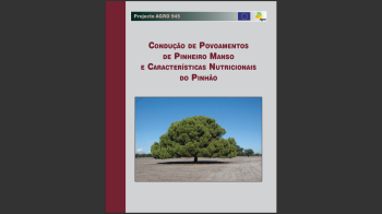 Pinheiro-manso Nº5 Imagem 1