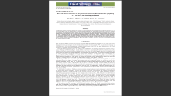 Pinheiro-bravo Nº30 Imagem 1