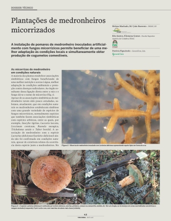 Plantações de medronheiros micorrizados Imagem 1
