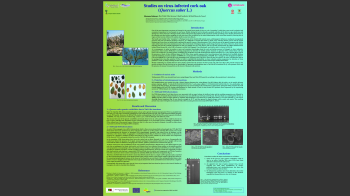 Sobreiro_Parte_II Nº11a Imagem 1