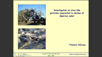 Sobreiro_Parte_II Nº12a Imagem 1