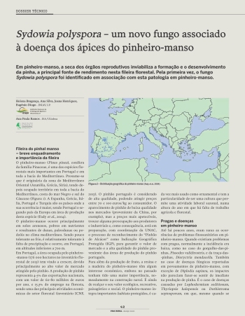 Sydowia polyspora – um novo fungo associado à doença dos ... Imagem 1
