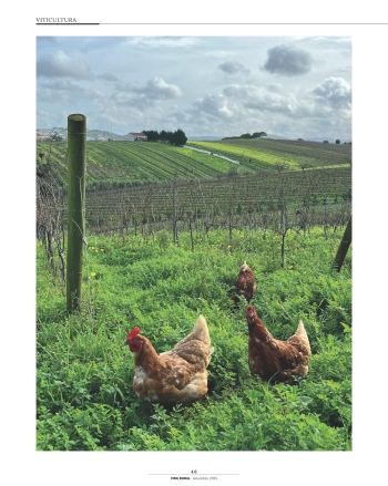 TENDÊNCIAS NA PRODUÇÃO SUSTENTÁVEL DE VINHOS: A VITICULTURA ... Imagem 1