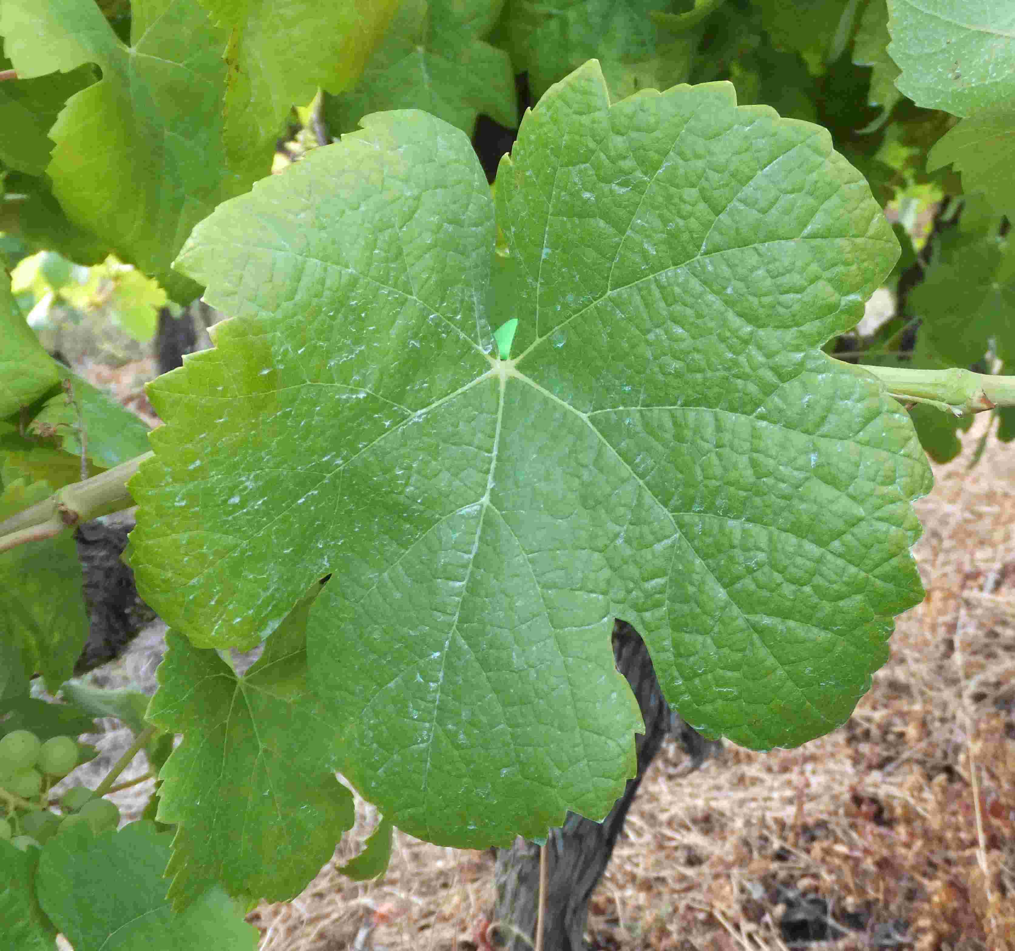 TRINCADEIRA BRANCA B Imagem 1