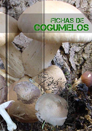 Fichas de cogumelos Imagem 1
