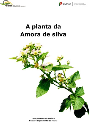 A planta da Amora de silva Imagem 1