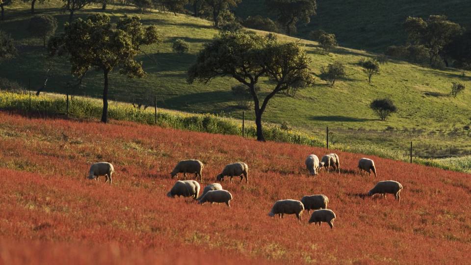 Montado da Serra de Serpa reconhecido pela FAO como Sistema Agrícola Património Mundial