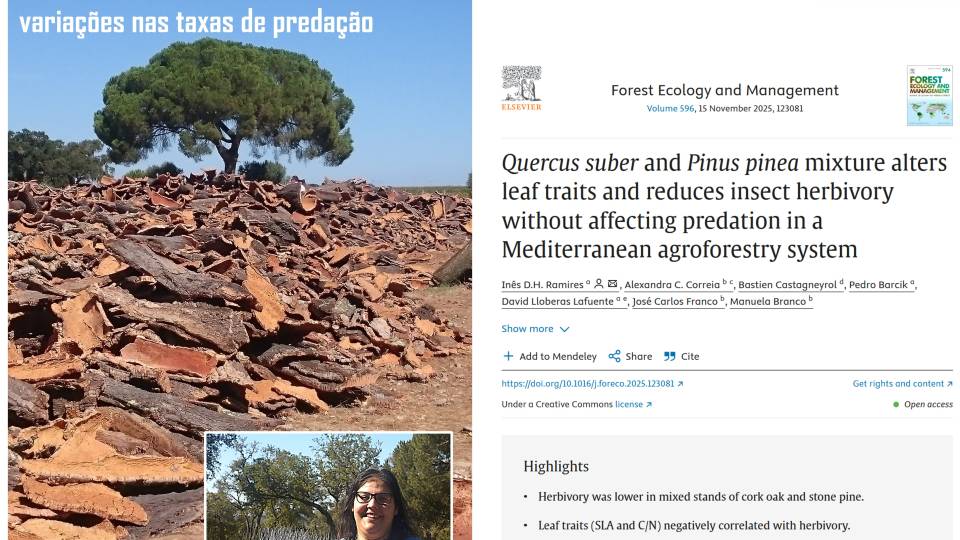 Sobreiro em mistura com pinheiro-manso apresenta menor herbivoria por insetos sem variação na predação | ARTIGO ONLINE