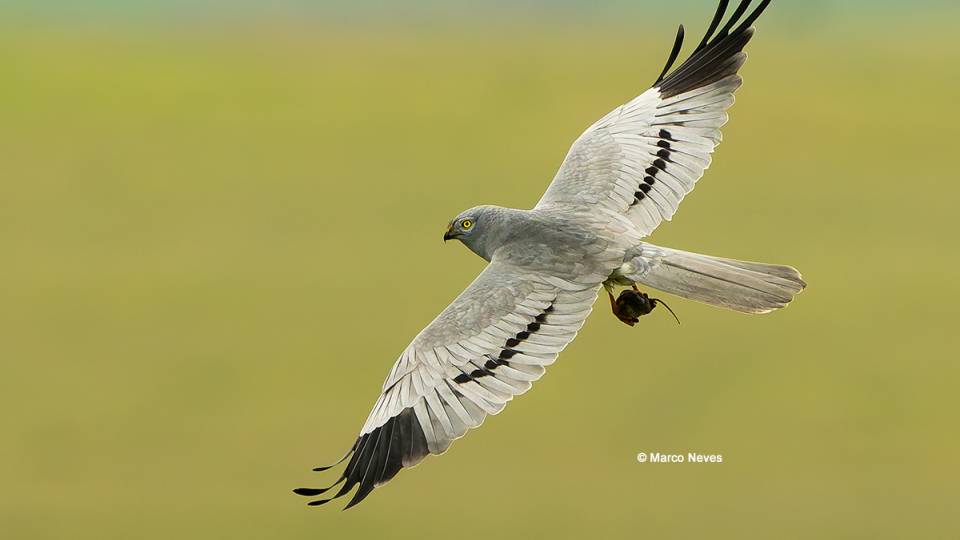 LIFE SOS Pygargus: sucesso reprodutor do tartaranhão-caçador aumentou 103% em áreas do projeto na Península Ibérica