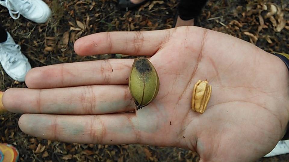 Iniciativa sobre a Coleção de Nogueiras-americanas do INIAV integrada na Plataforma PANORAMA, no Portal de Agricultura e Biodiversidade